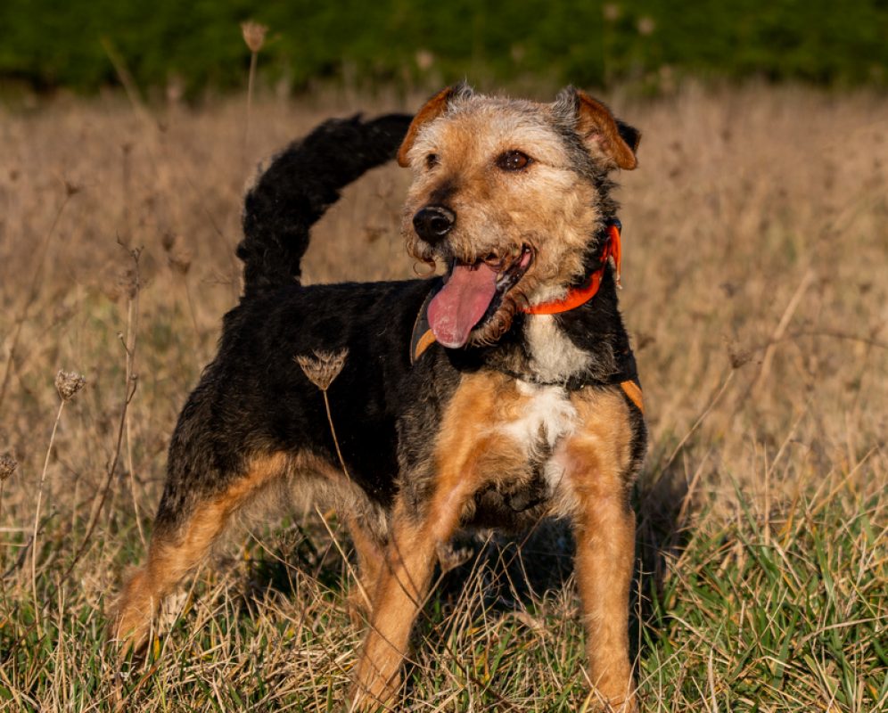 Lougi - Chien à adopter - photo 2