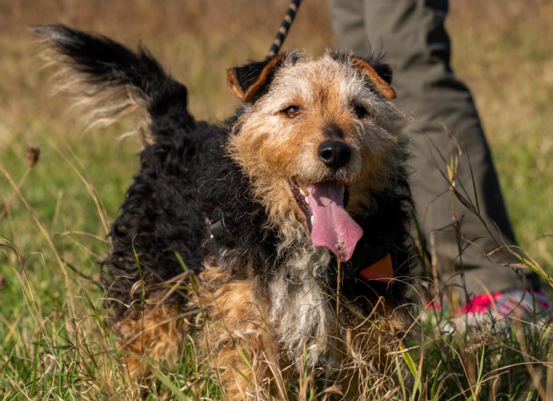 Lougi - Chien à adopter - photo 3