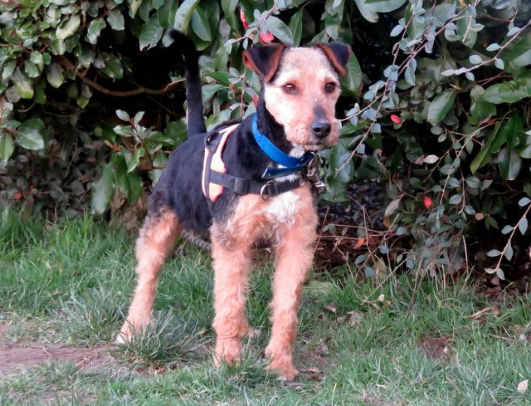 Lougi - Chien à adopter - photo 4