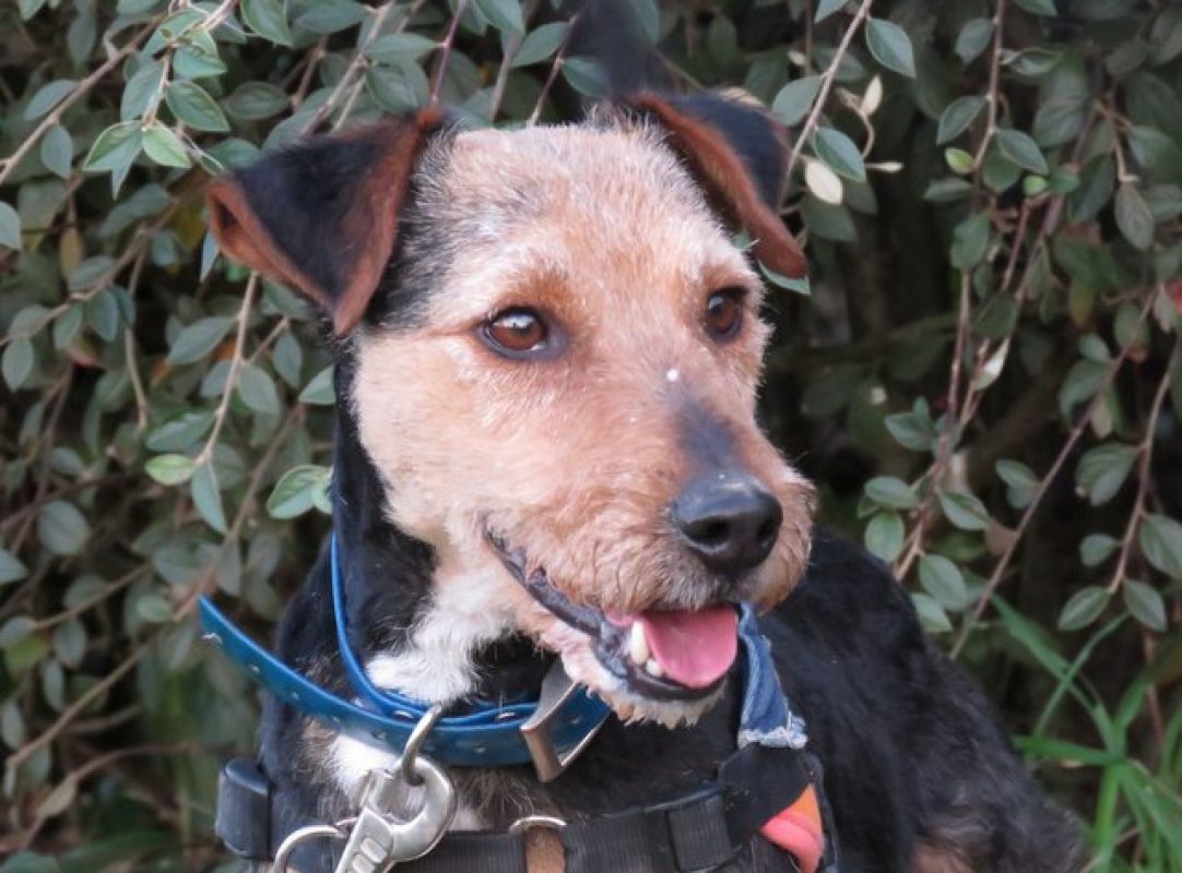 Lougi - Chien à adopter - photo 5