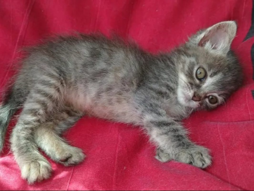 Rhapsodie - Chat Européen à adopter