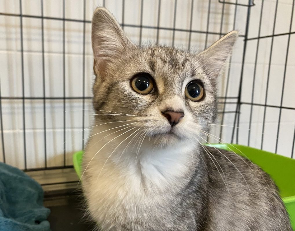 Celia - Chat Européen à adopter