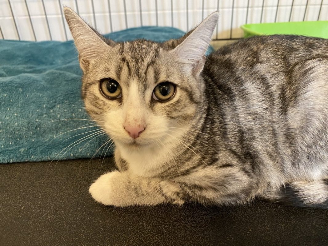 Lena - Chat Européen à adopter