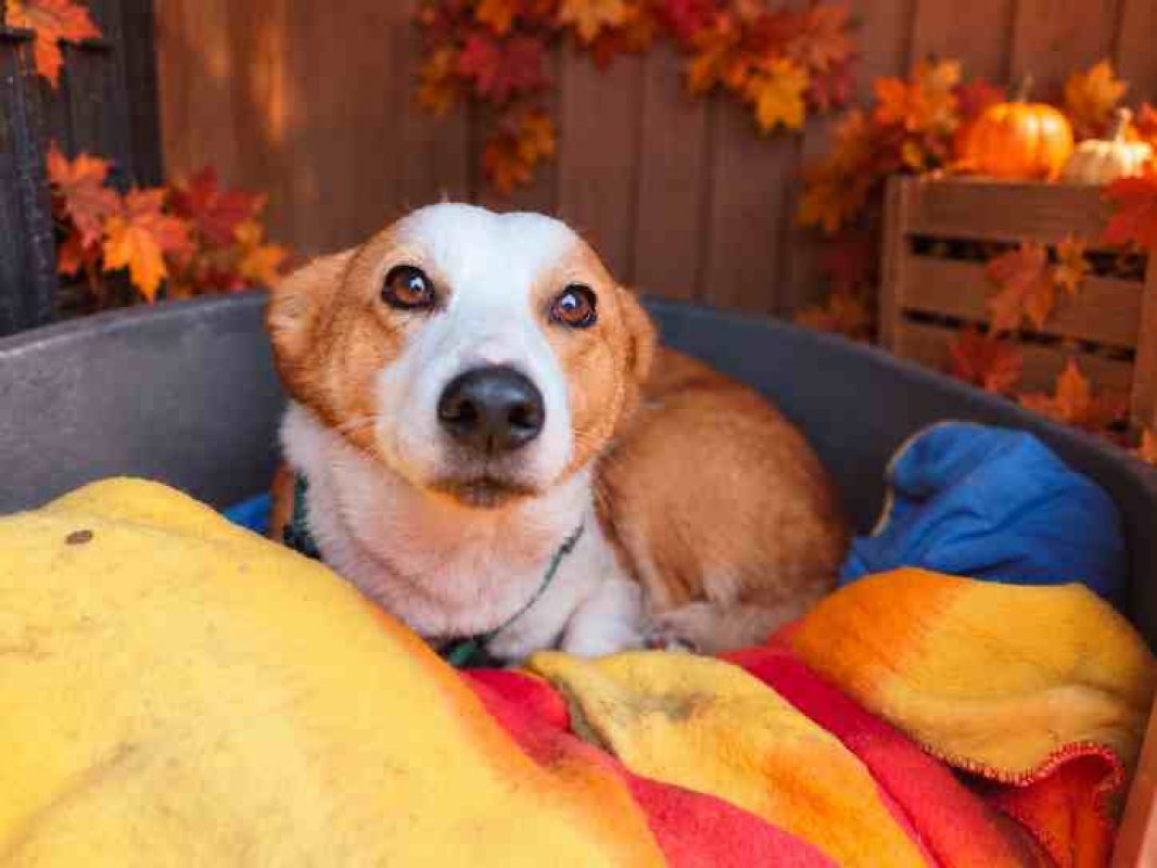 Tommy - Chien à adopter
