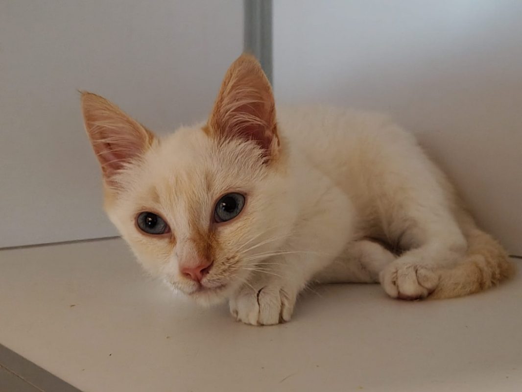 Candy - Chat Européen à adopter