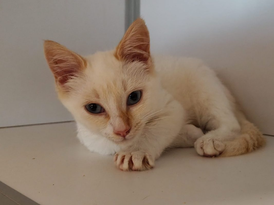 Candy - Chat Européen à adopter - photo 2