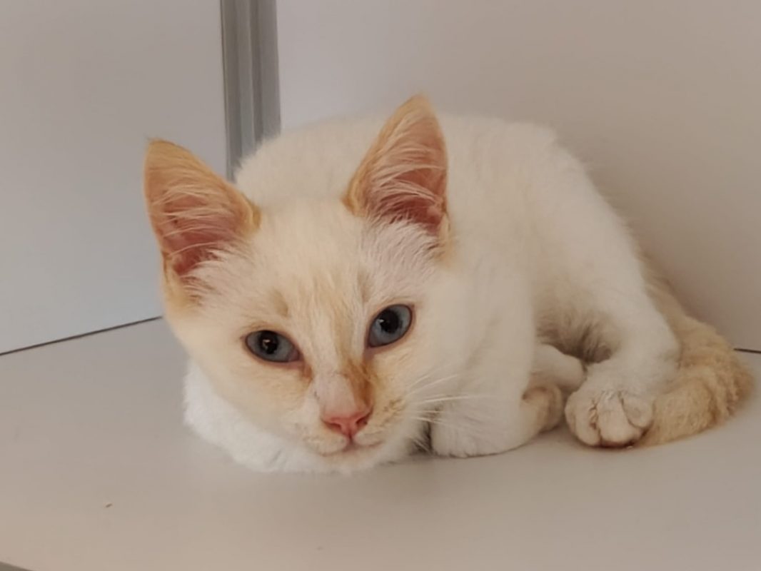 Candy - Chat Européen à adopter - photo 3