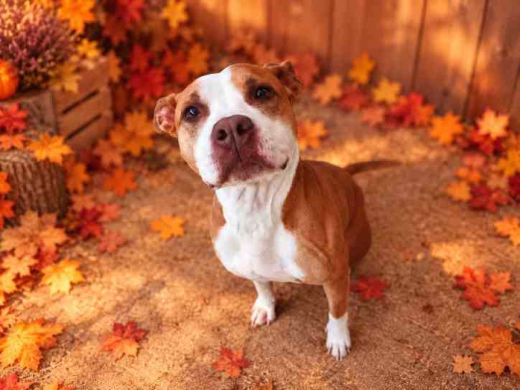 Kaila - Chien Bouledogue Américain à adopter