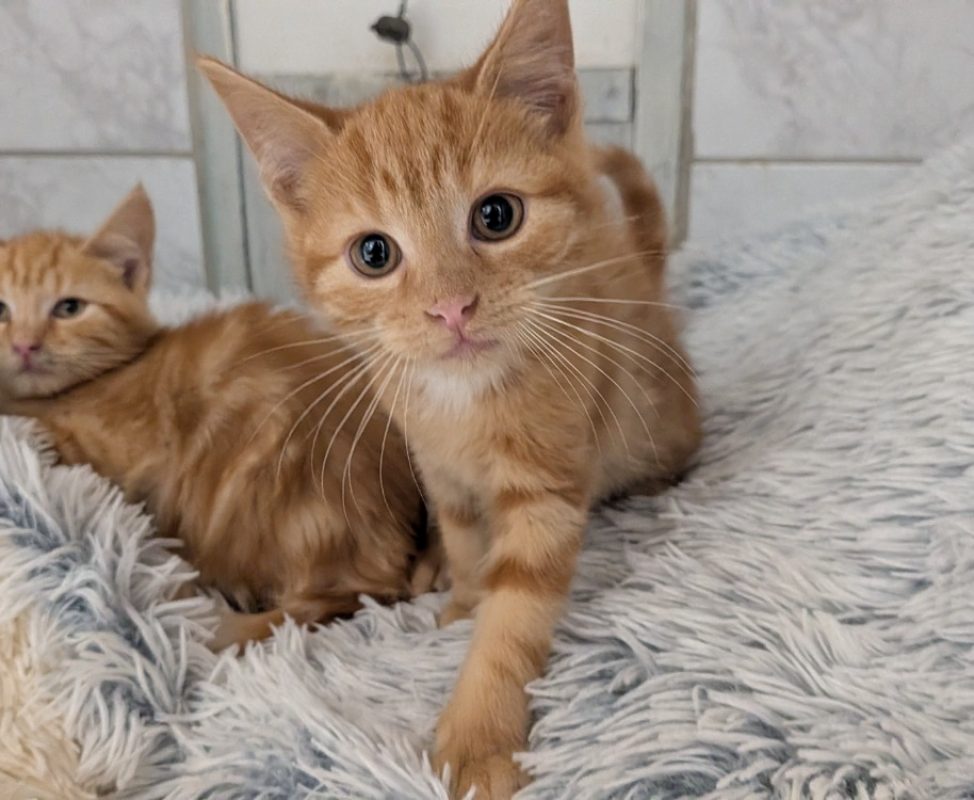 Phoenix - Chat Européen à adopter