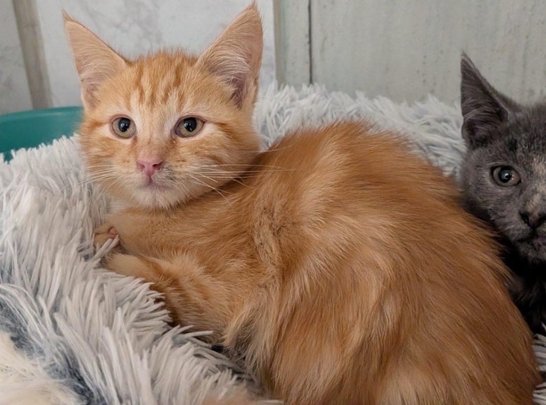 Braise - Chat Européen à adopter