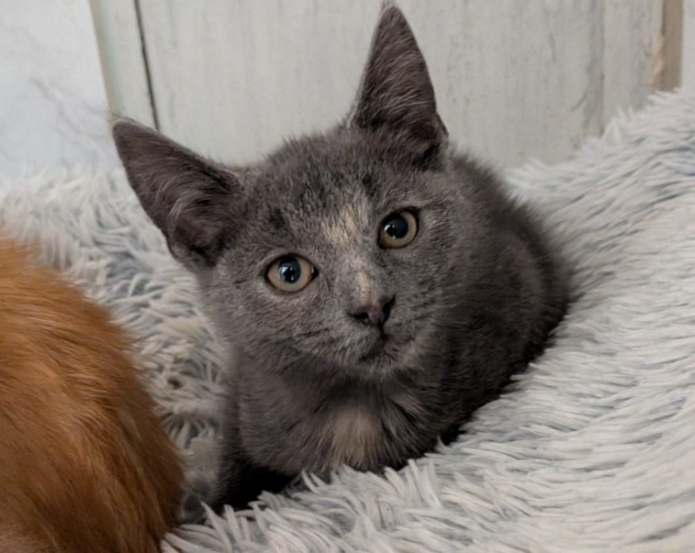 Opium - Chat Européen à adopter