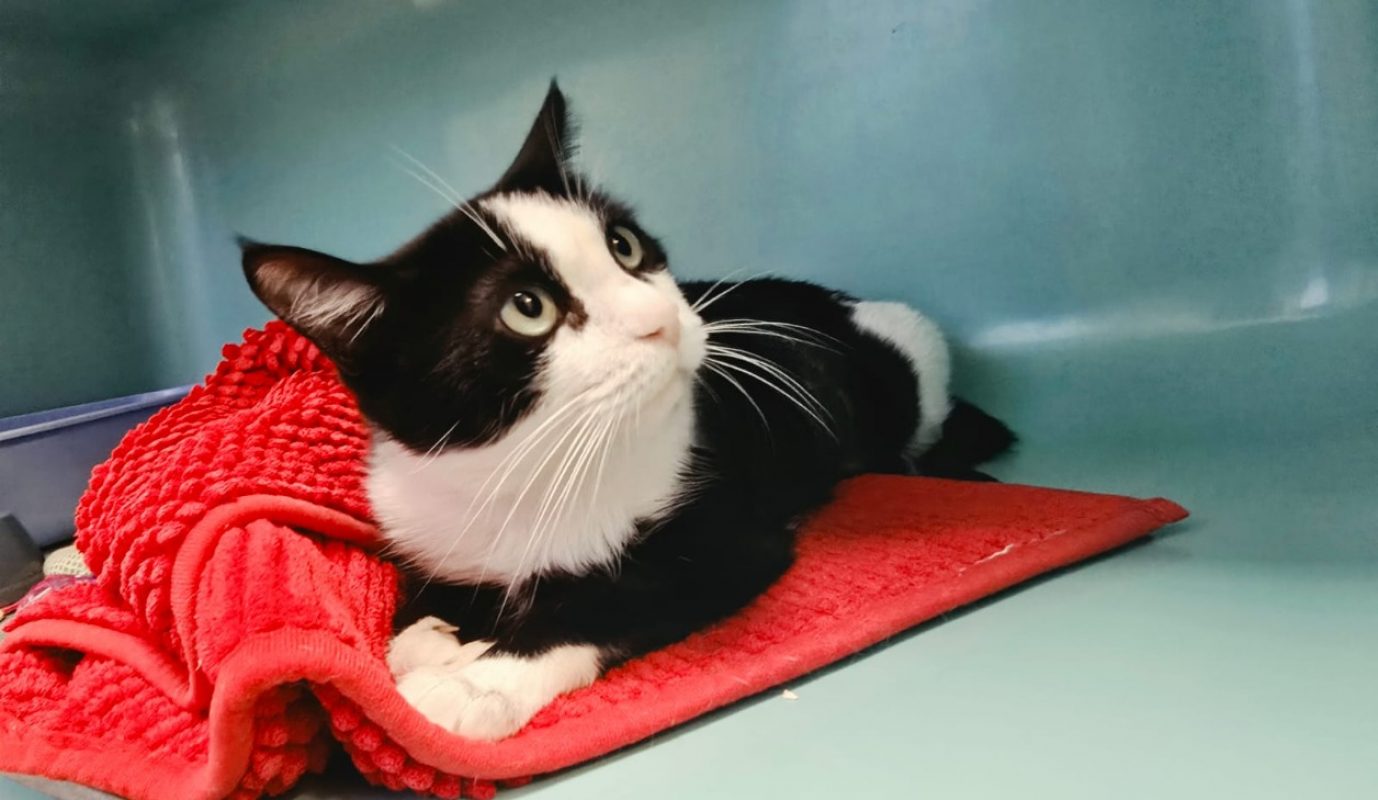 Zora - Chat Européen à adopter