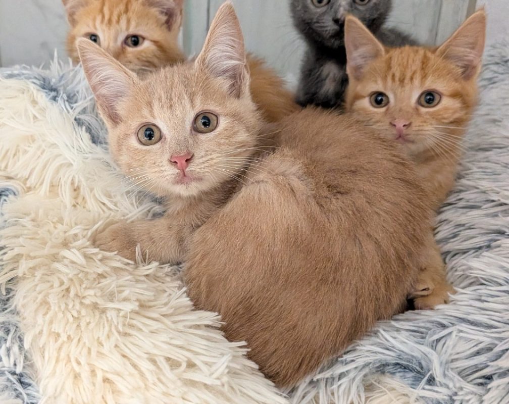 Cheddar - Chat Européen à adopter