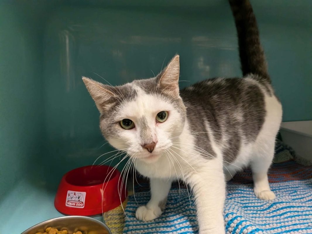 Titan - Chat Européen à adopter
