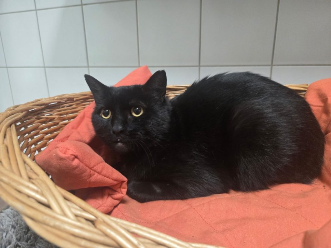 Barracuda - Chat Européen à adopter