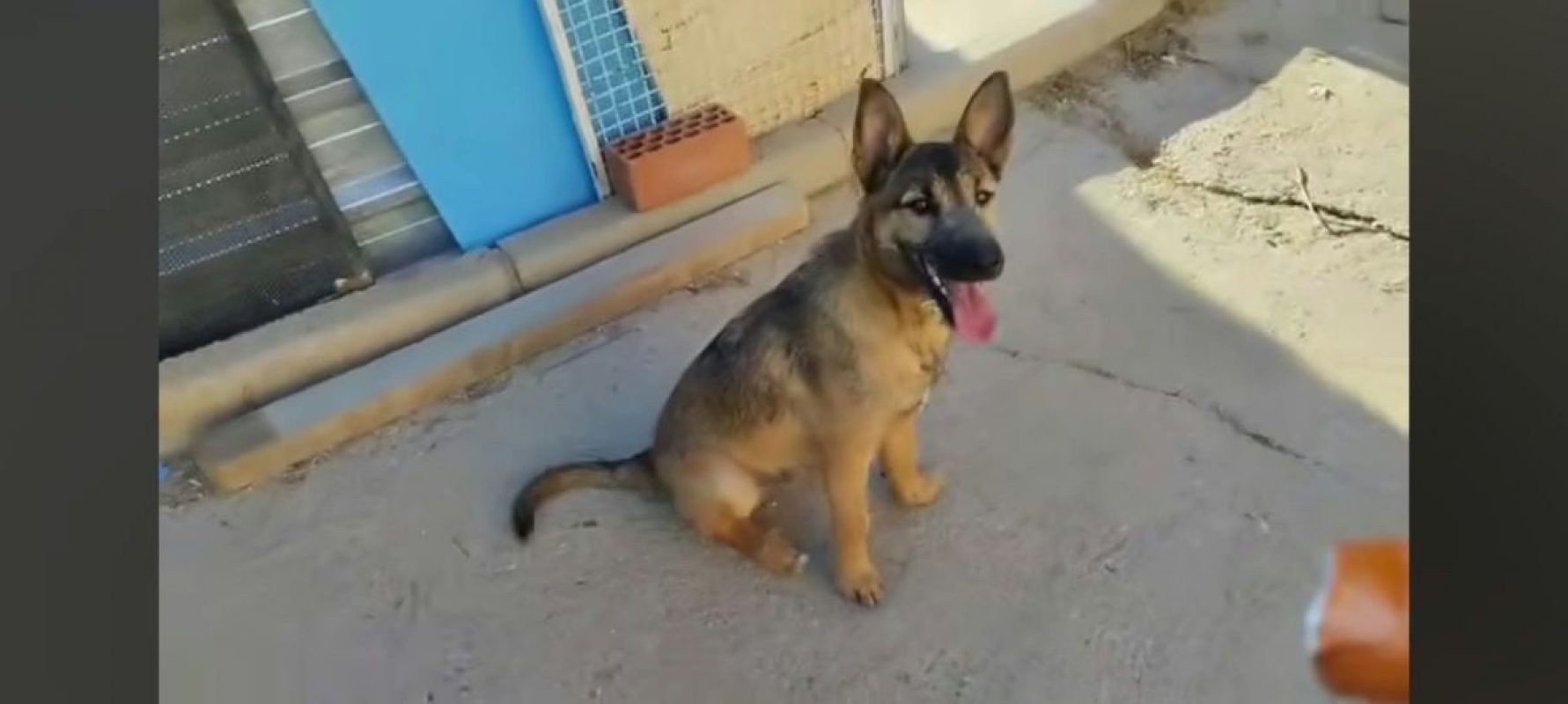 YAMAL - Chien Berger Allemand à adopter