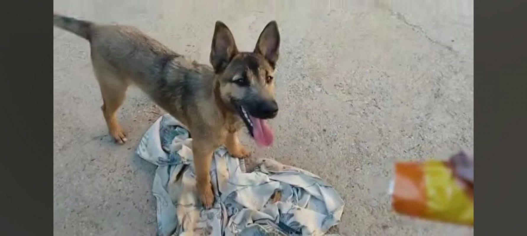 YAMAL - Chien Berger Allemand à adopter - photo 3