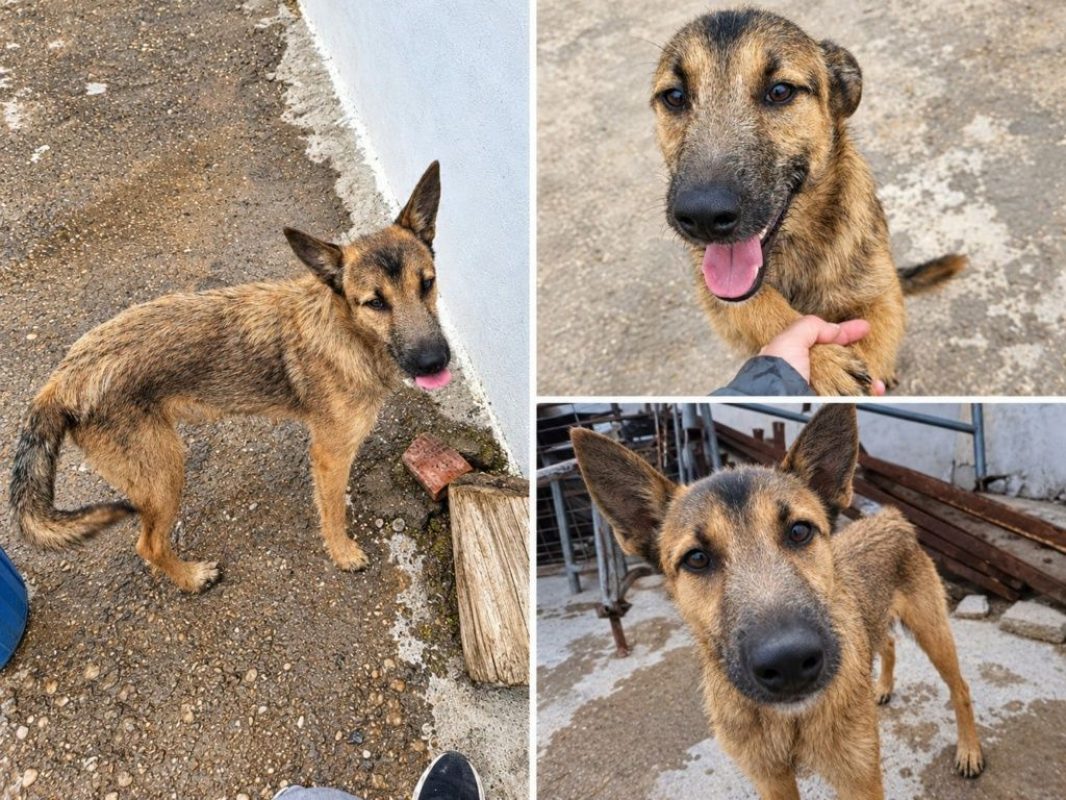 YAMAL - Chien Berger Allemand à adopter - photo 4