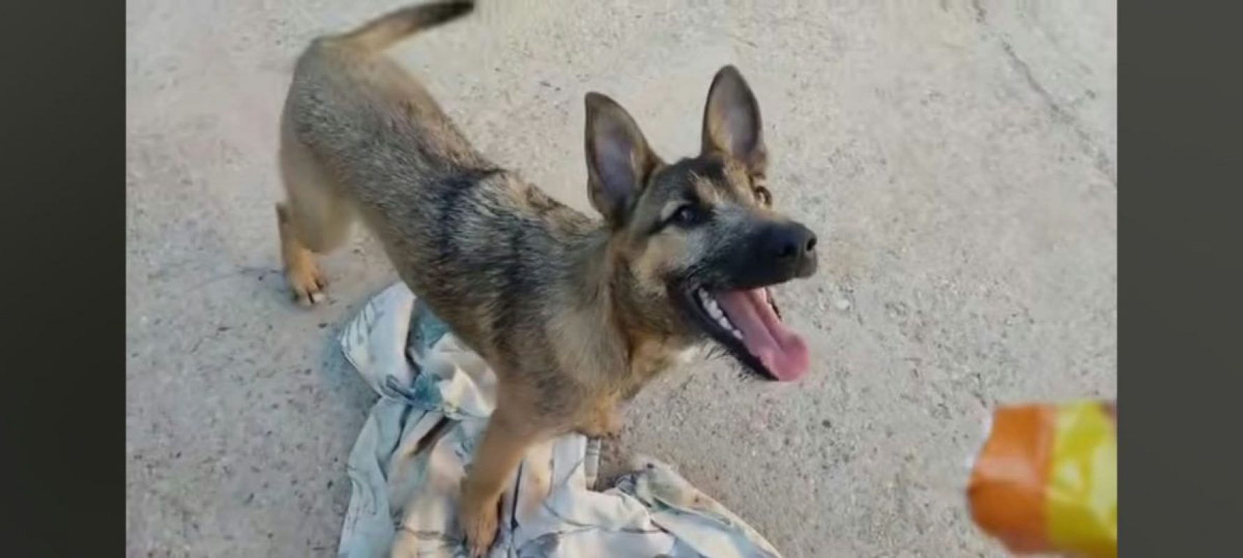 YAMAL - Chien Berger Allemand à adopter - photo 2