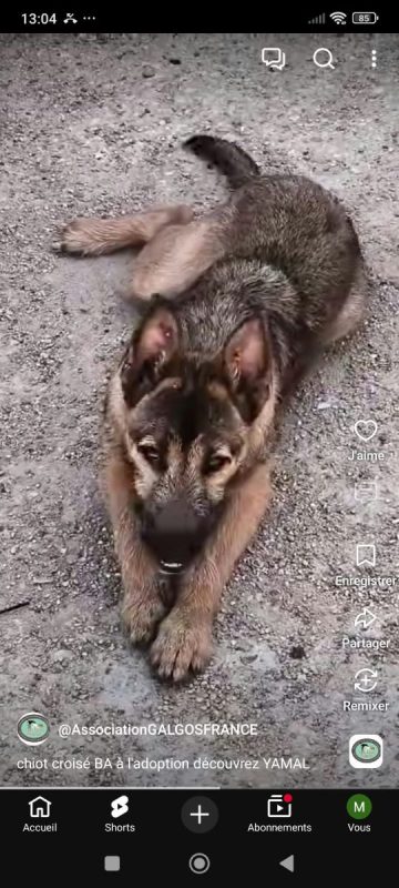 YAMAL - Chien Berger Allemand à adopter - photo 5