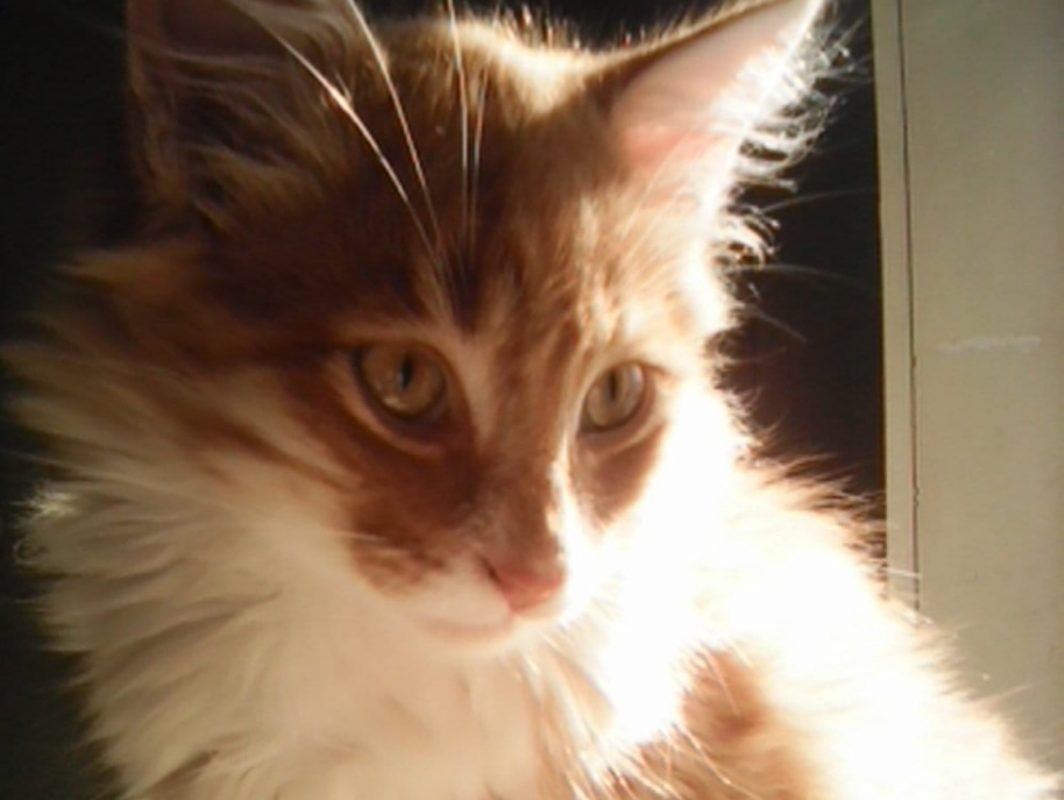 Punky - Chat Européen à adopter