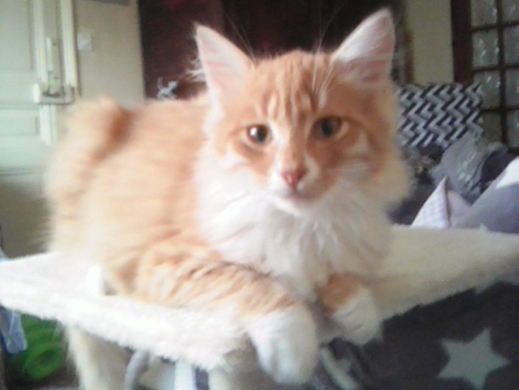 Punky - Chat Européen à adopter - photo 2