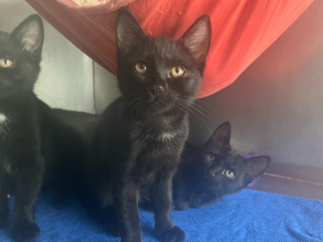 Alienor - Chat Européen à adopter