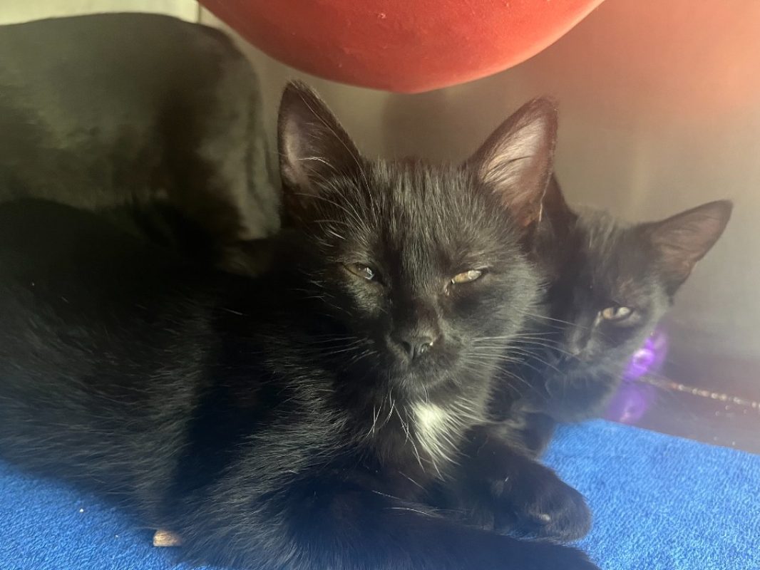Marguerite - Chat Européen à adopter