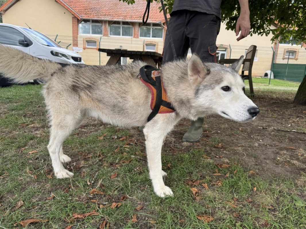 Orsnow - Chien Husky Sibérien à adopter
