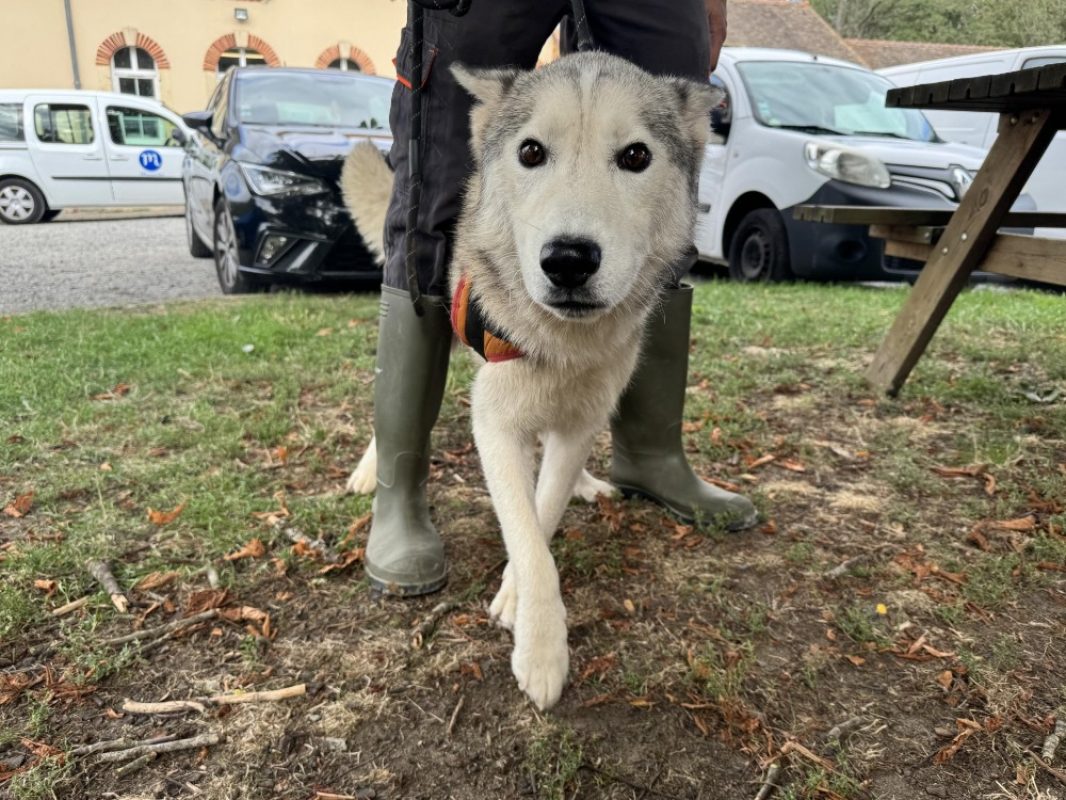Orsnow - Chien Husky Sibérien à adopter - photo 2