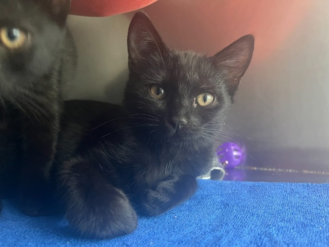 Soline - Chat Européen à adopter