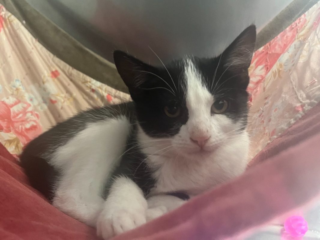 Garance - Chat Européen à adopter