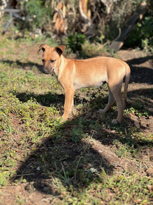 Pépite - Chien à adopter - photo 2