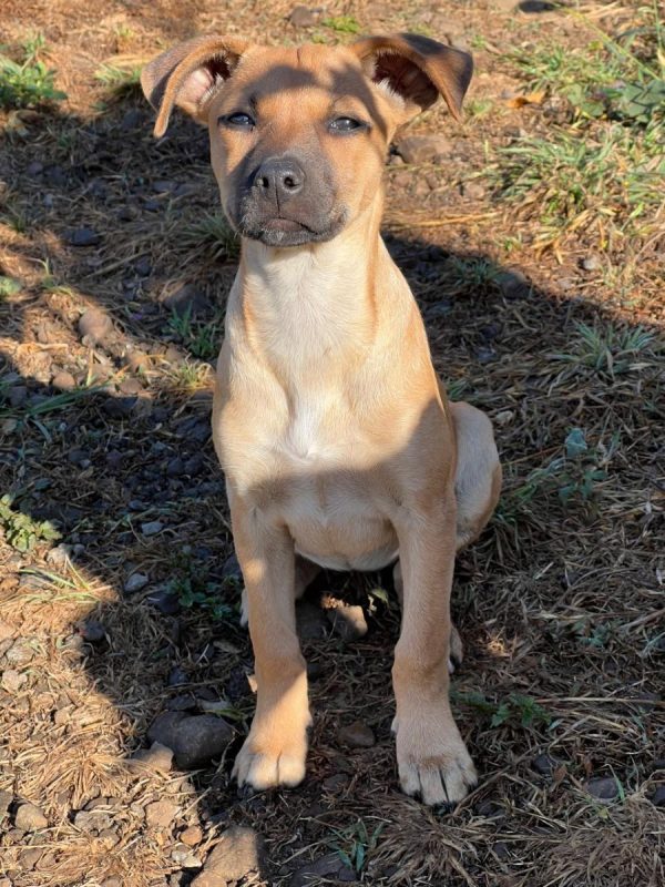 Pépite - Chien à adopter