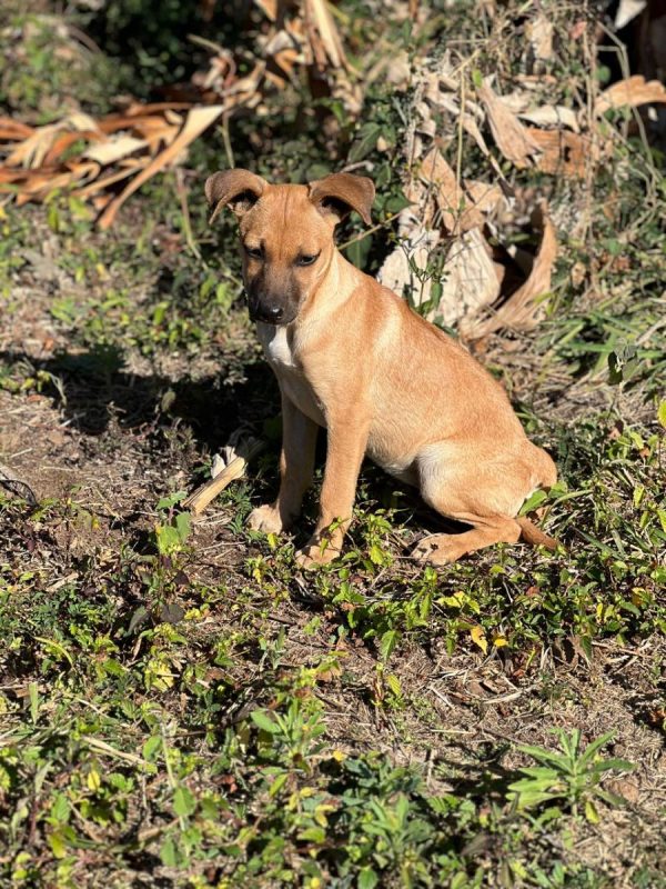 Pépite - Chien à adopter - photo 3