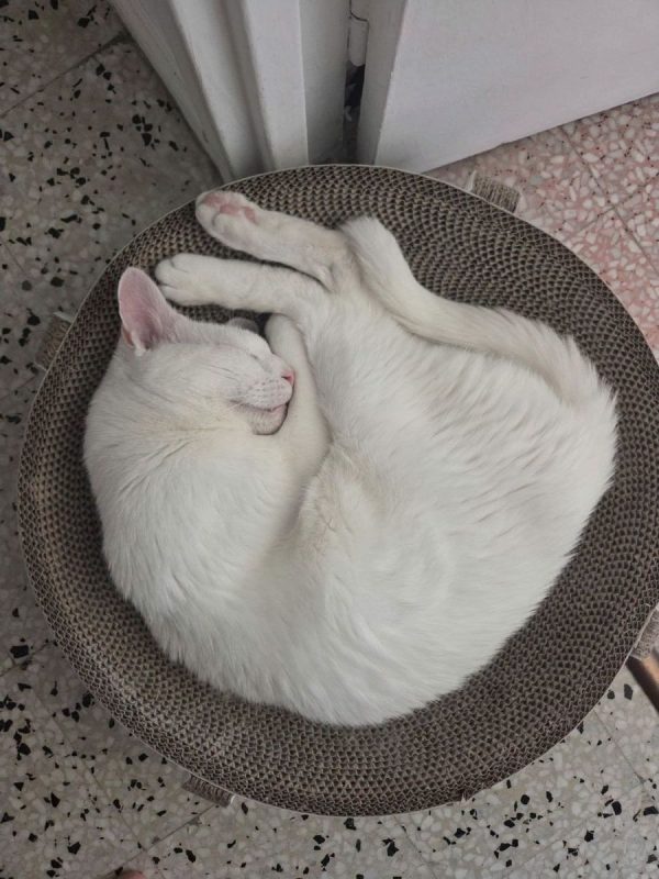 IGLOO - Chat Européen à adopter - photo 2