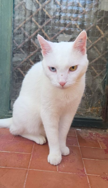 IGLOO - Chat Européen à adopter