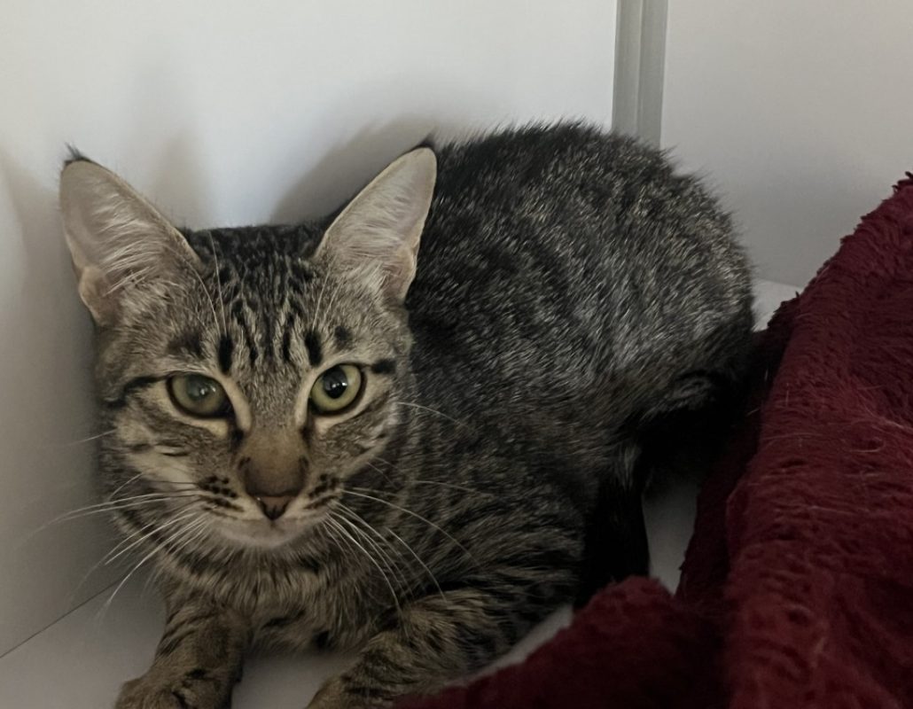 Maria - Chat Européen à adopter