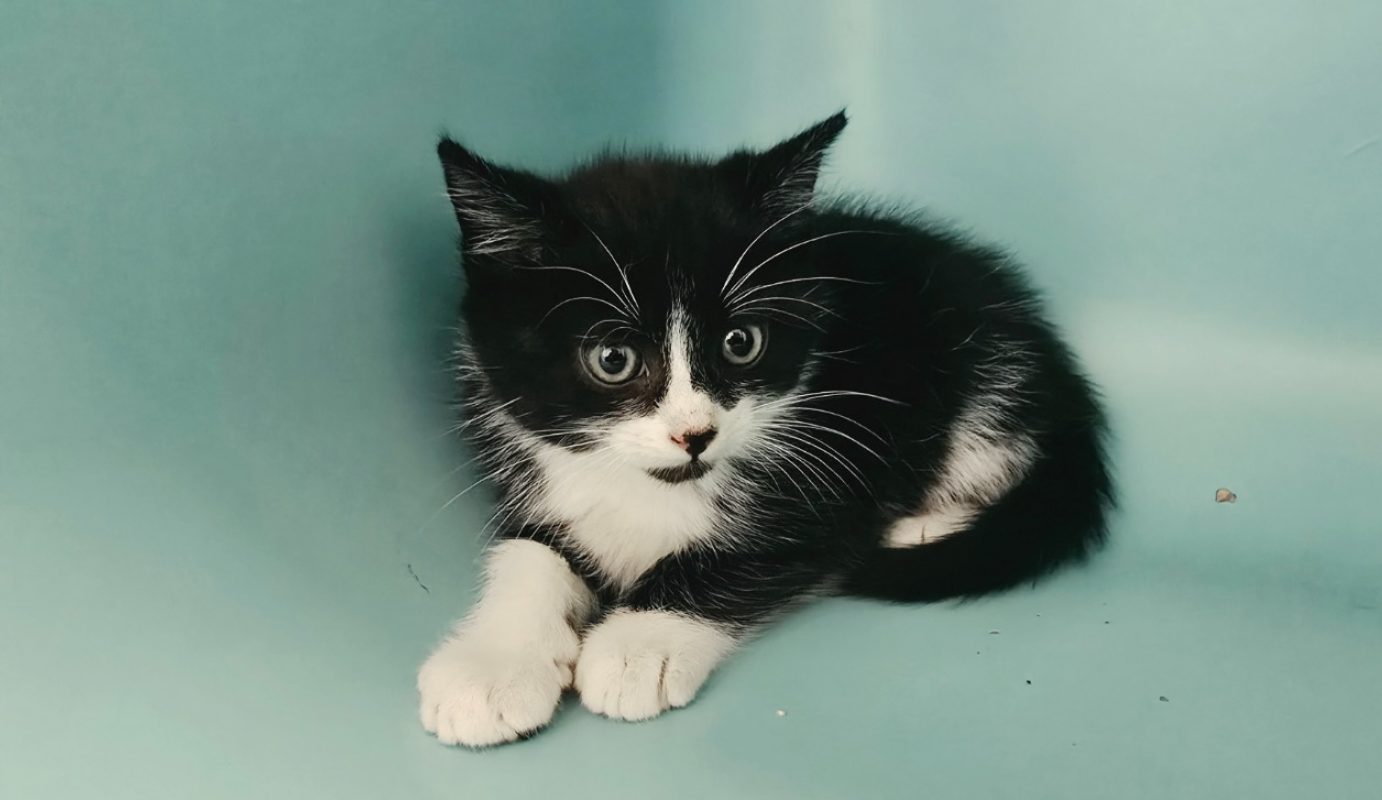 Ross - Chat Européen à adopter