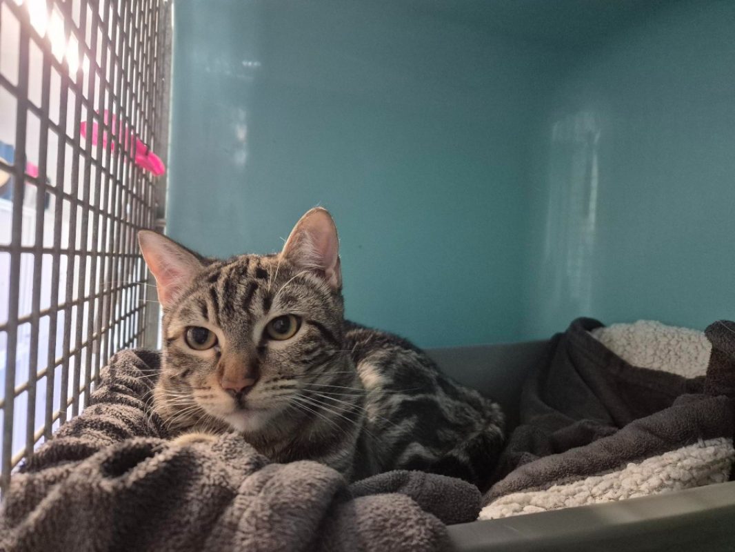 Felix - Chat Européen à adopter