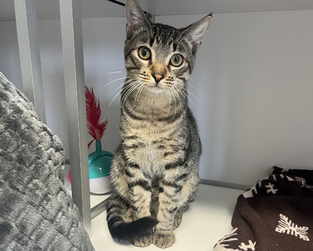 Justin - Chat Européen à adopter