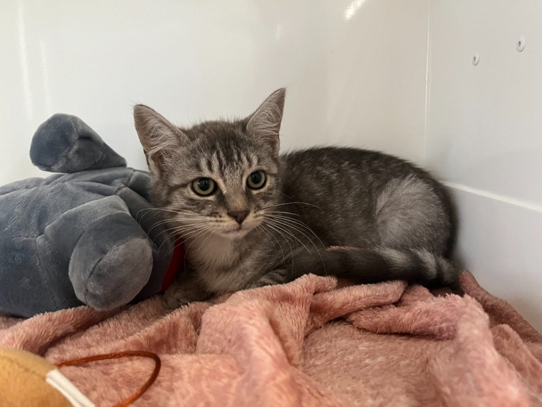 Portos - Chat Européen à adopter