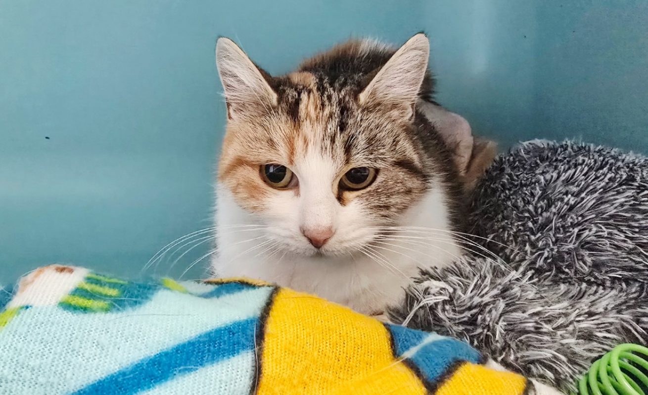 Cerise - Chat Européen à adopter