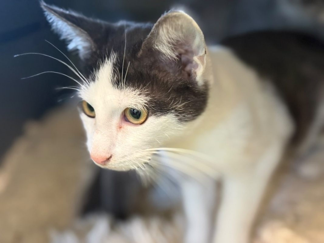Barbidur - Chat Européen à adopter