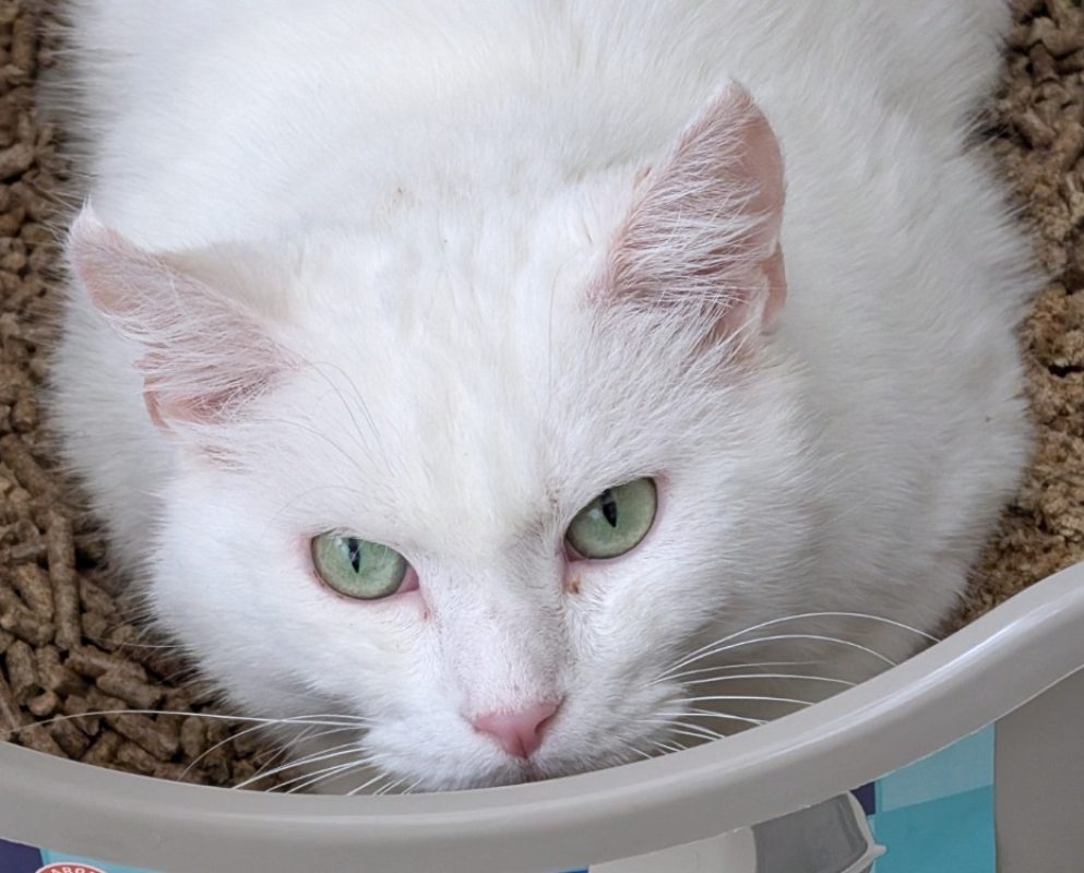 Taurine - Chat Européen à adopter
