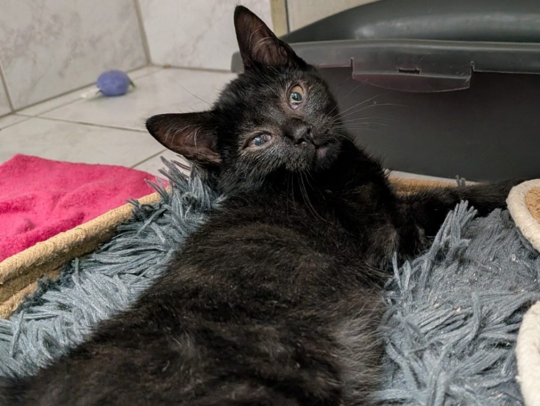 Yuzu - Chat Européen à adopter