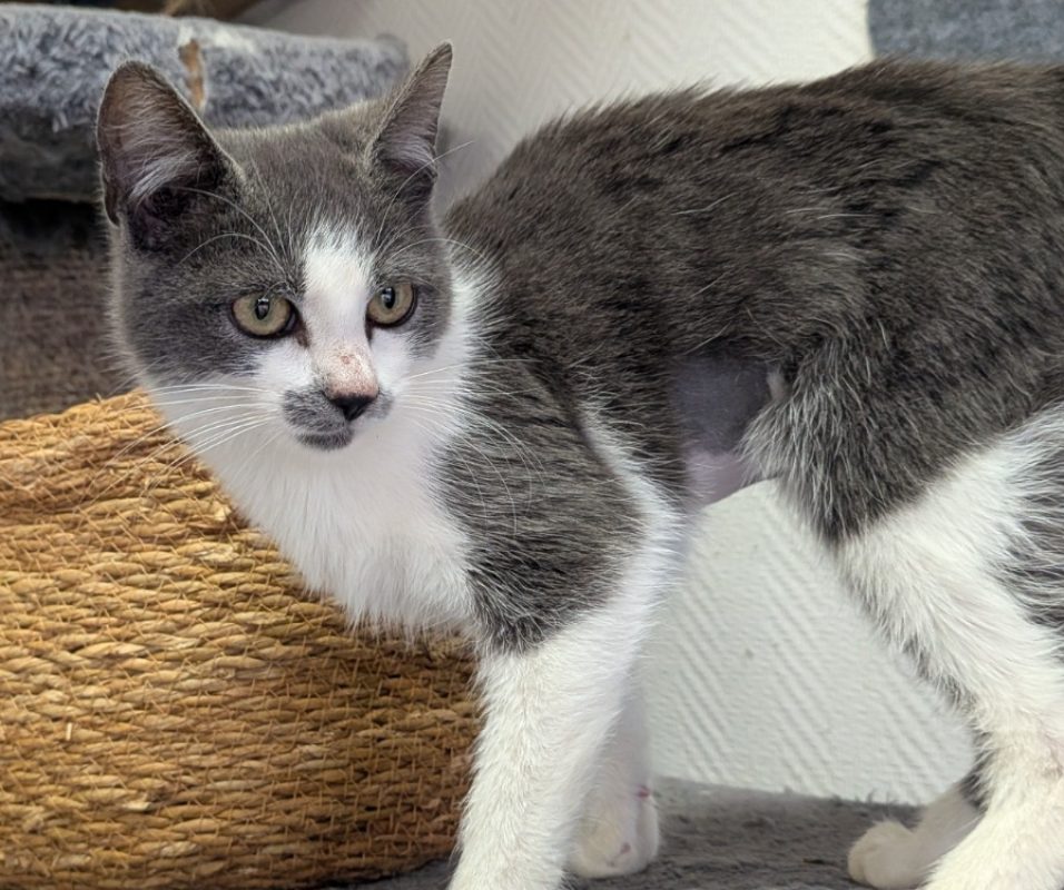 Grisette - Chat Européen à adopter