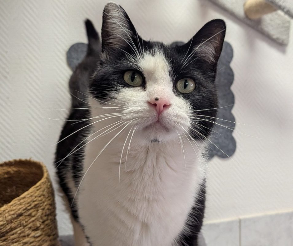 Bebe - Chat Européen à adopter