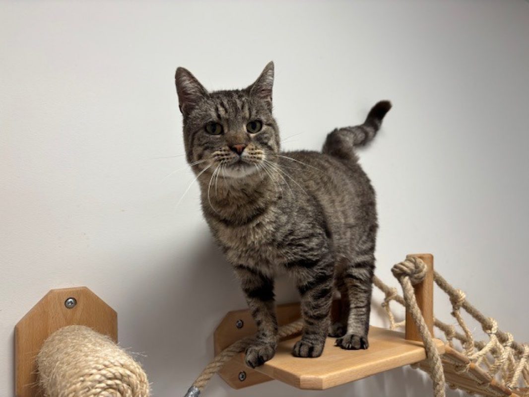 Vans - Chat Européen à adopter