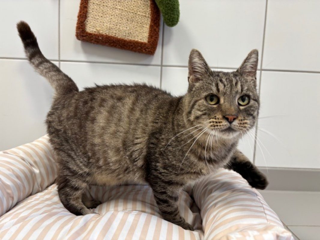 Vans - Chat Européen à adopter - photo 3